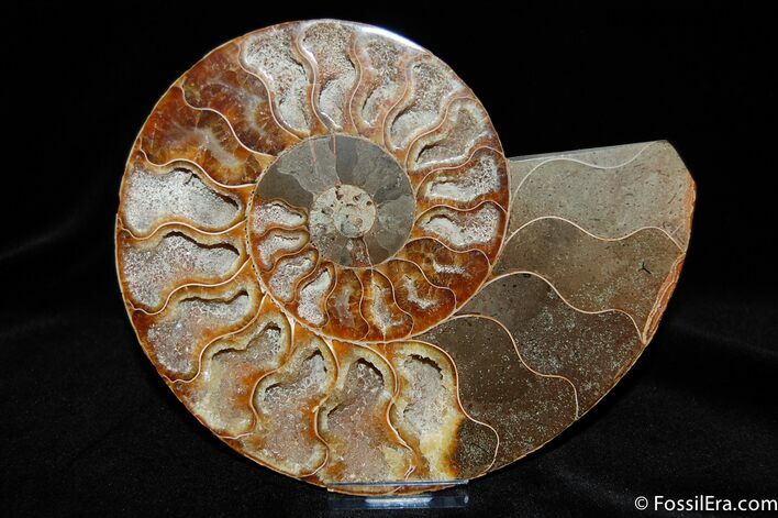 Stunning Ammonite With Crystal Chambers (Half) #363